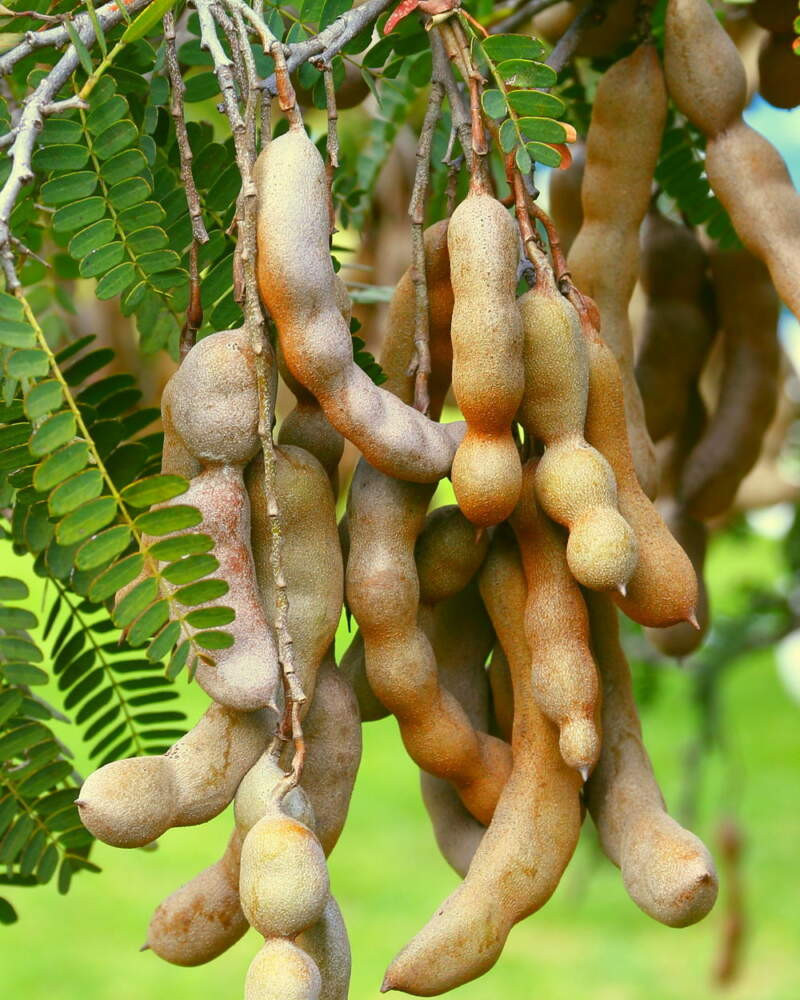 1kg of dried tamarind