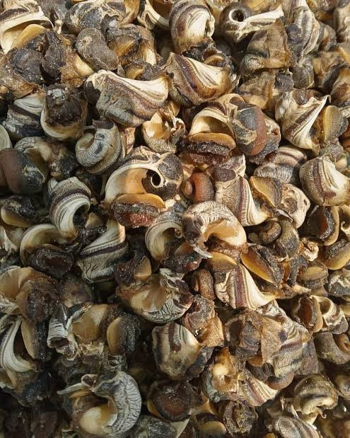 1kg of dried ngolo/ whelks/sea snails
