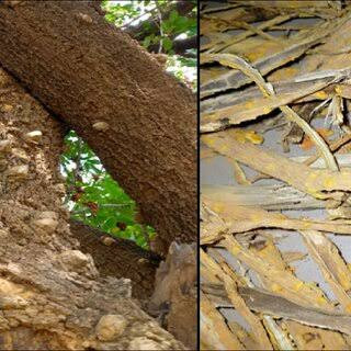 1kg of cleistopholis parents stem bark