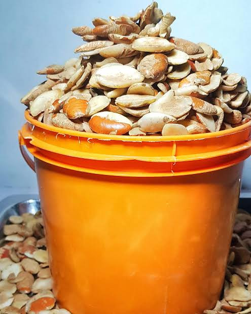 1Kg Of Original Ogbonor seeds