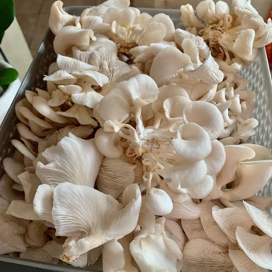 Nigerian oyster mushrooms