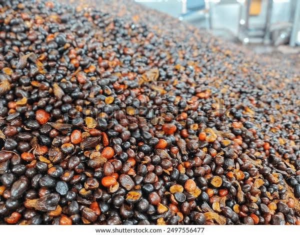 1kg cracked palm kernel seed