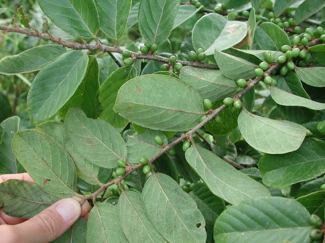 1kg of dried bridelia ferruginea leaves