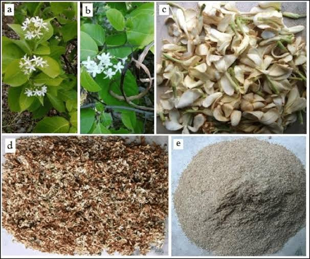1kg of dried holarrhena floribunda stem bark