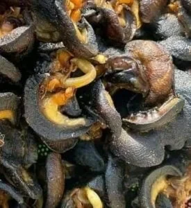 1 bucket of dried jumbo size snail 800g