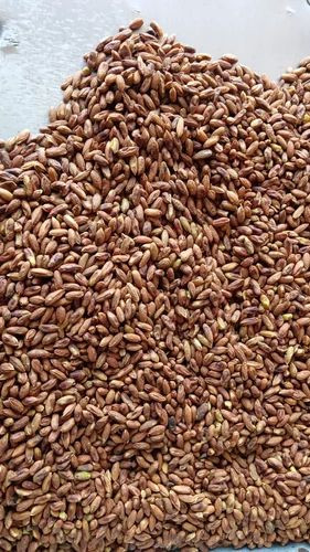 1kg of dried neem seeds