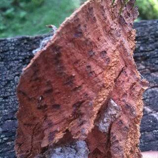 1kg of dried bridelia ferruginea stem bark