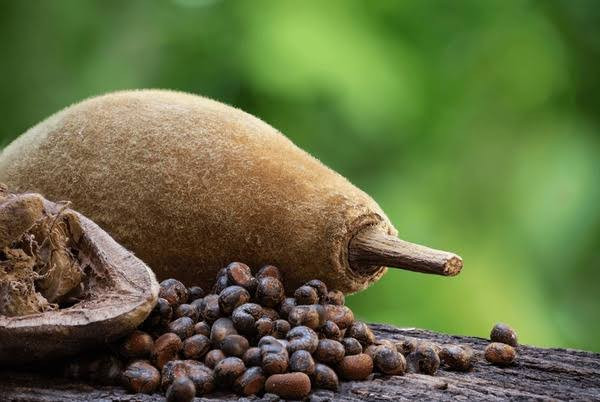 1kg of dried baobab seeds