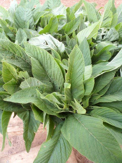 1kg of dehydrated amaranth leaves