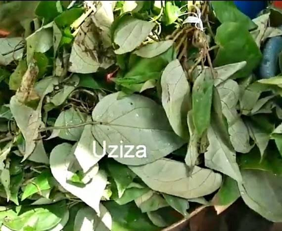 300g dried uziza leaf