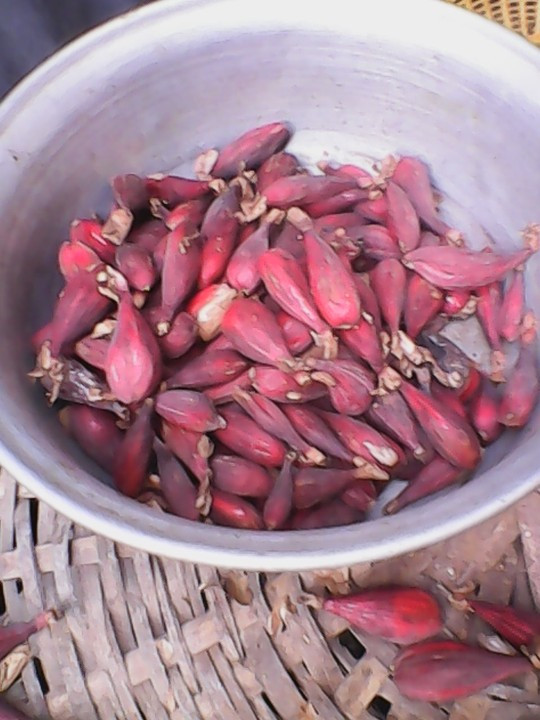 1kg of orima seeds