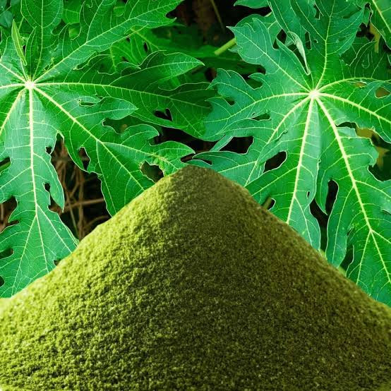 1kg of whole papaya leaf powder
