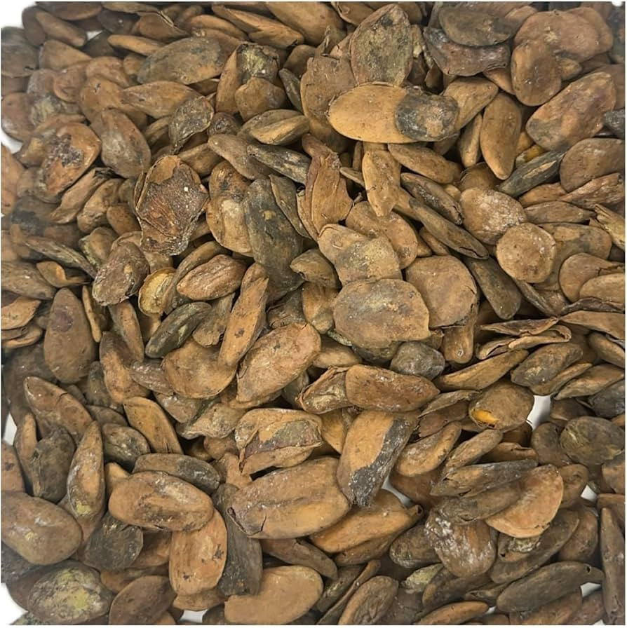 1kg of hunteria umbellata seeds/ abere seeds