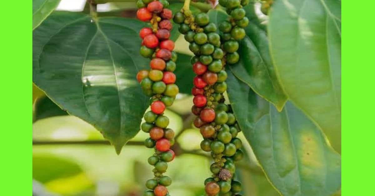 1kg of African black pepper seeds powder