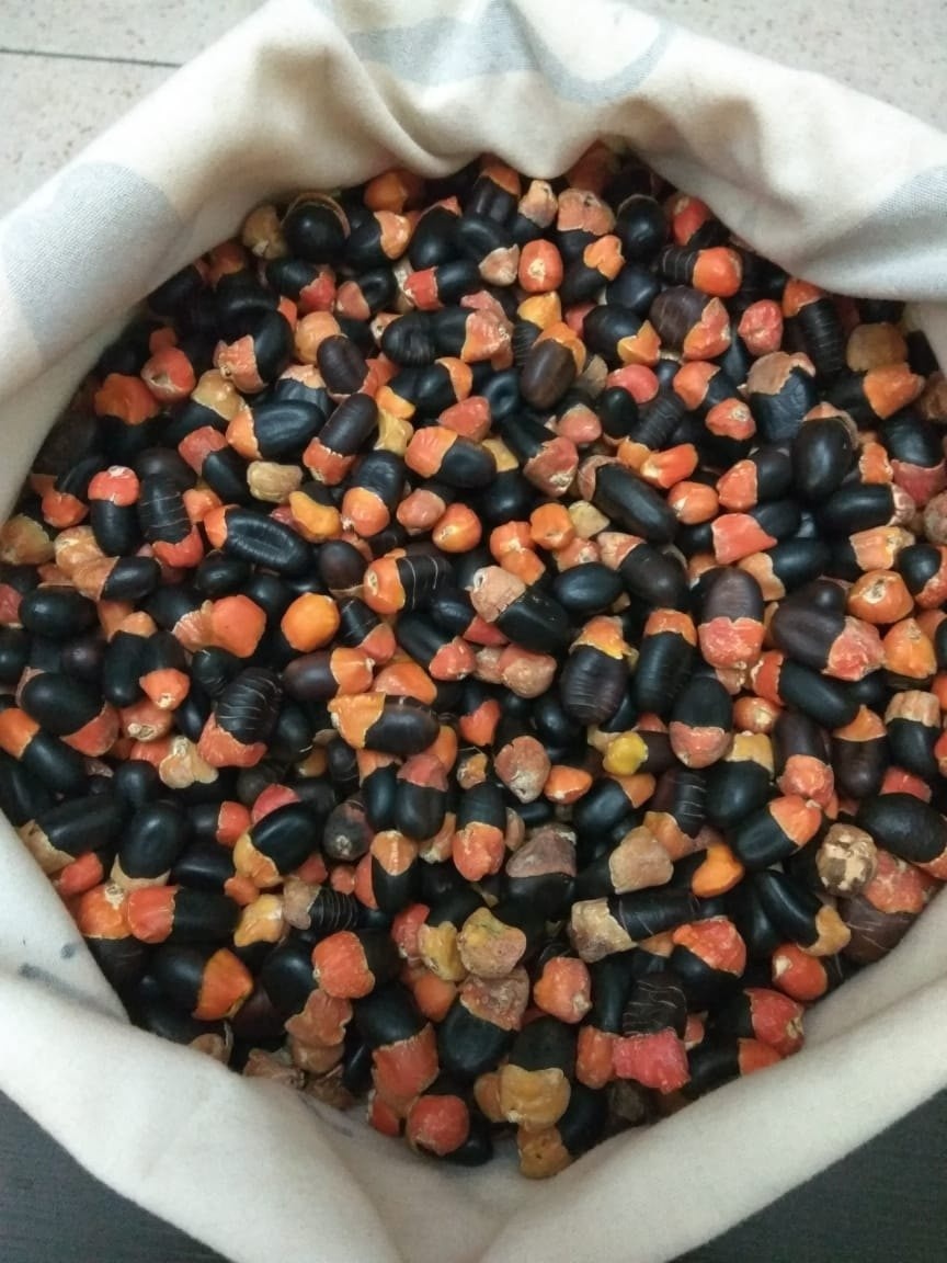 1kg of African mahogany seeds