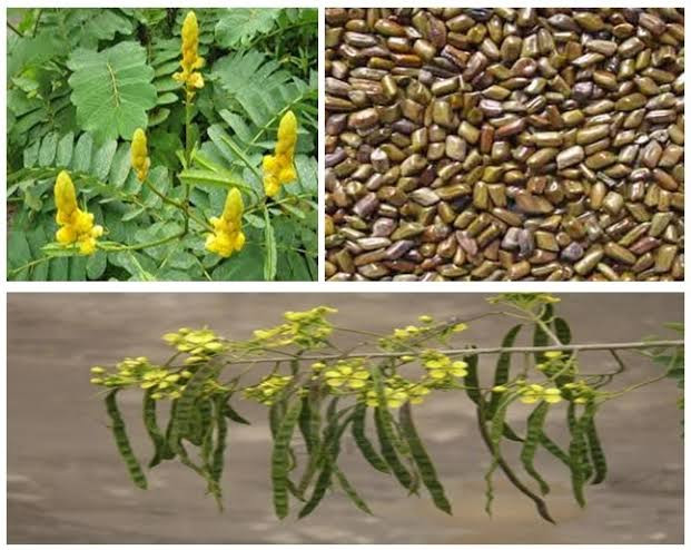 1kg of cassia tora seeds