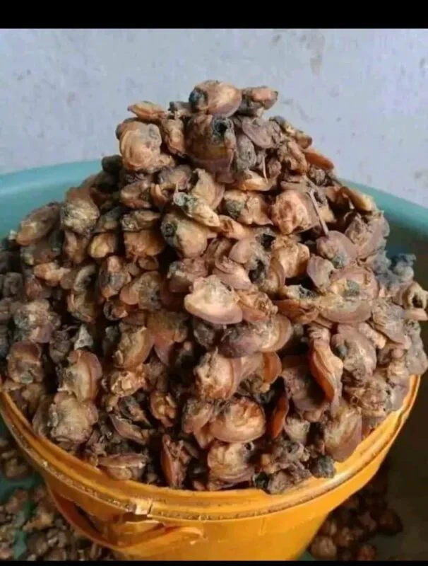 1 bucket of dried oyster (mgbe) 2kg