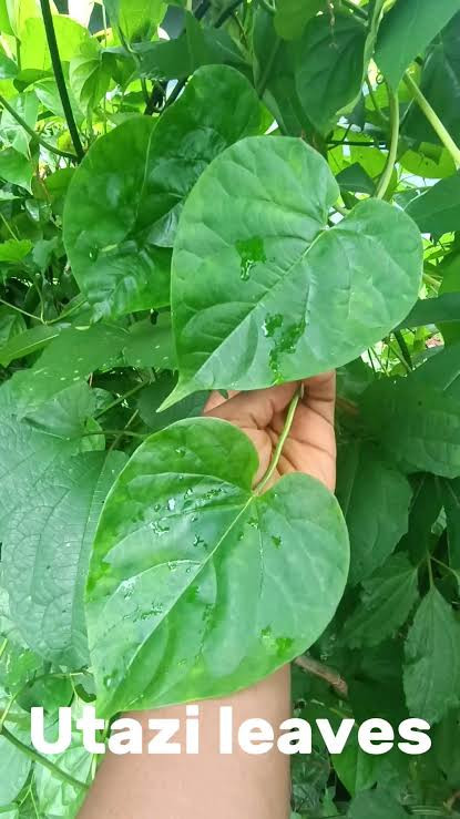 300g dried utazi leaf