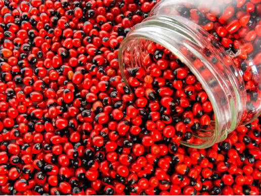 1kg of abrus precarious seeds