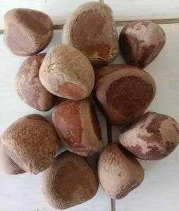 1kg of carapa procera seeds